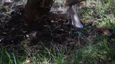 Kazma ile toprak kazma