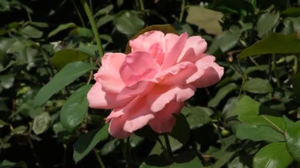 Pink rose, spring — стоковое видео