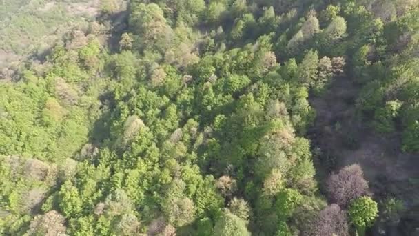 Grüner Wald aus der Luft — Stockvideo