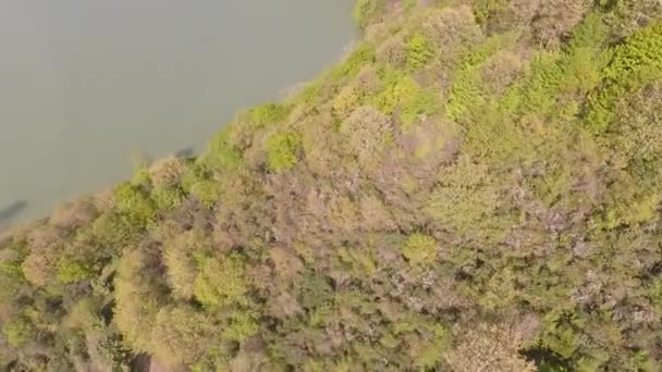Forêt verte et au bord du lac — Video