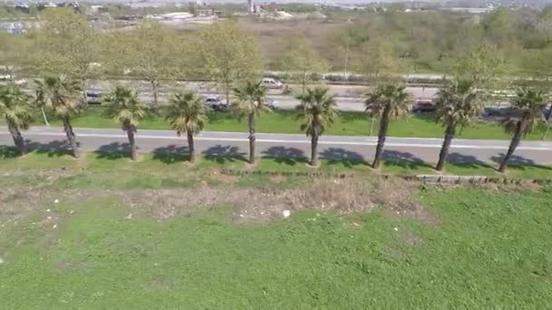 Aerial palm trees and road — Wideo stockowe