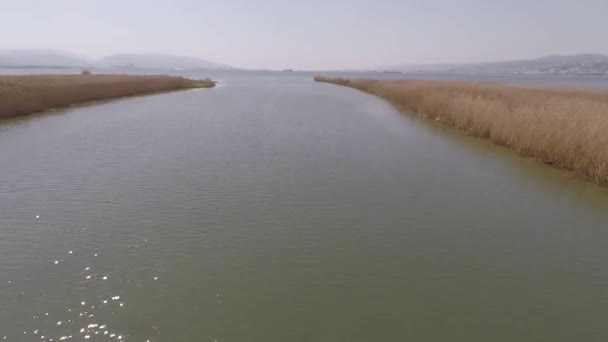 Aerial river and reeds — Video Stock