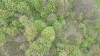 Gökyüzü yeşil ormanı