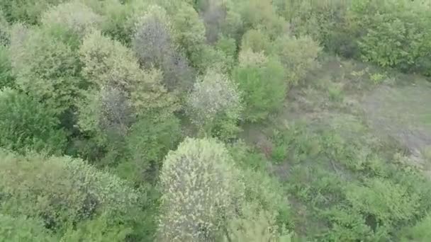 aerial forest and grass