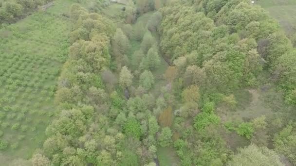 Antennengrünes Tal und Wald — Stockvideo