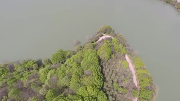 Bosque verde aéreo y lago — Vídeo de stock