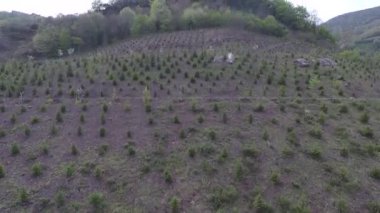 gökyüzü çam ağaçları