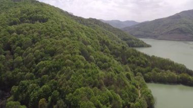 aerial green forest mountain tilt