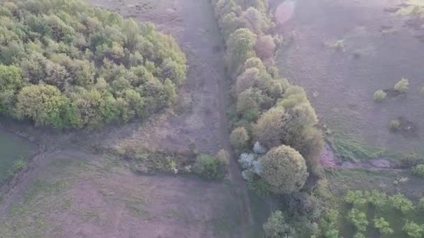 Aerial green meadow and trees — Stok video