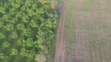 trees and dirty road
