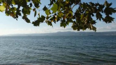 Yapraklar ve deniz