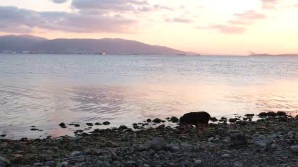 Hund på stranden, silhuett — Stockvideo