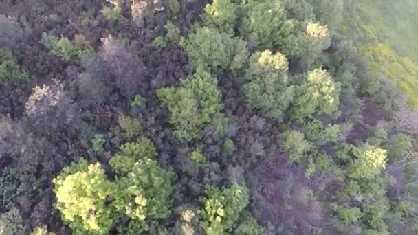 Bosque verde aéreo — Vídeo de stock