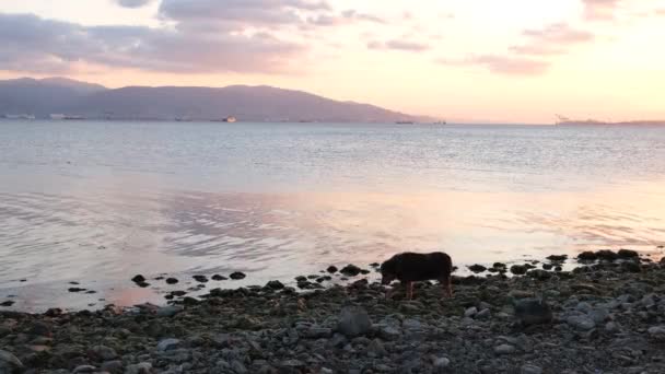 Man och hund promenader på stranden, silhuett — Stockvideo