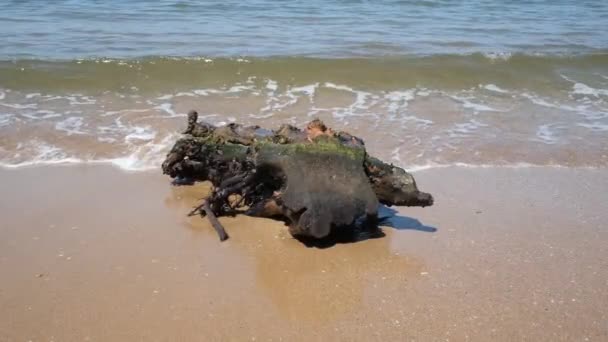 Souche Souche Arbre Bord Mer Été — Video