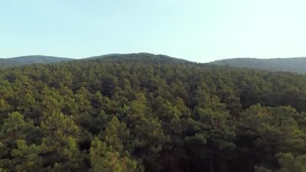 Çam Ormanı Çam Ormanı Dağı Yaz — Stok video
