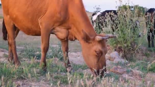 Vacca Pascolo Vacca Arancione Pascolo Eid Adha — Video Stock