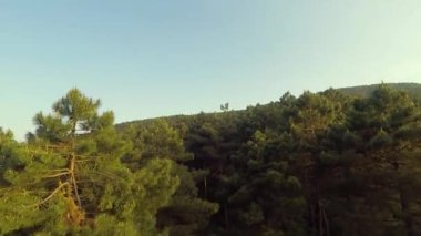 Çam ağacı ormanları, havadan çekilmiş çam ağacı ormanları ve güneş ışığı