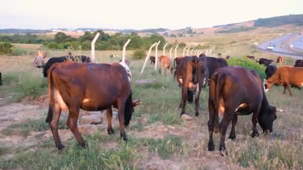 Bovinos Pastoreio Bovinos Pastoreio Para Ajuda Adha — Vídeo de Stock