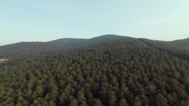 Çam ormanı, çam ormanı ve yeşil dağ, yaz.