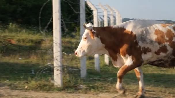 Gado Caminhando Gado Caminhando Prado Animal — Vídeo de Stock