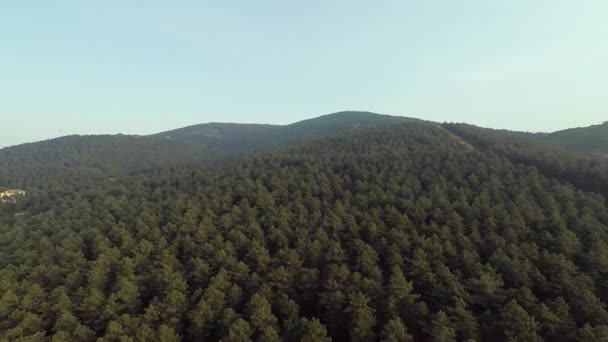 Çam Ormanı Çam Ormanı Yeşil Dağ Yaz — Stok video