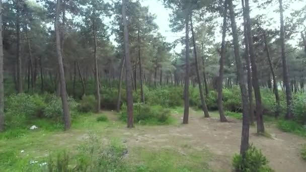 Pohon Pinus Hutan Pinus Udara Alam — Stok Video