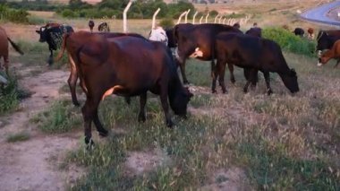 Çayırda otlayan sığırlar, otlayan sığırlar.