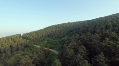  Çam ormanı, çam ormanı ve gökyüzü, yaz