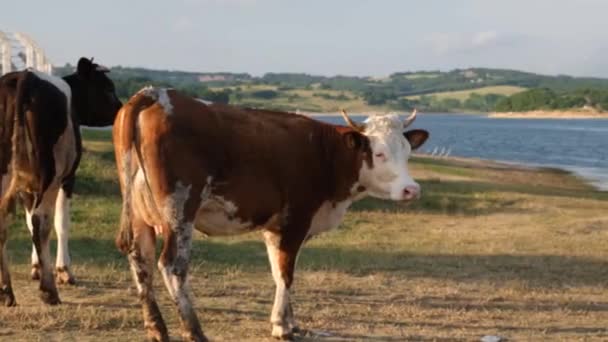 Ganado Ganado Doméstico Junto Lago Mirando Alrededor Animal — Vídeo de stock