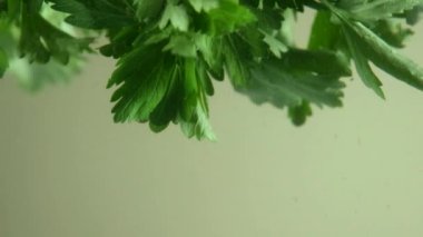 Suda maydanoz, suda yeşil maydanoz, sebze.