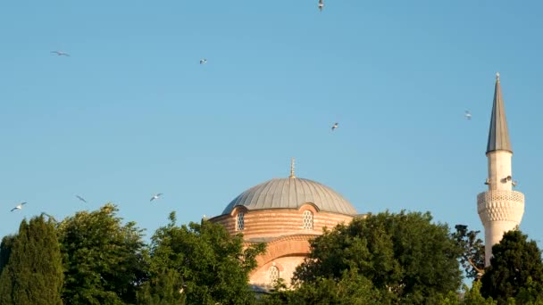 Mosque Dome Old Mosque Dome Seagulls Muslim — Video Stock