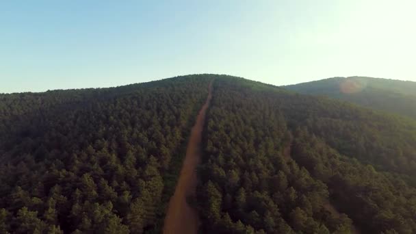 Çam Ormanı Çam Ormanı Yol Güneş Işığı — Stok video