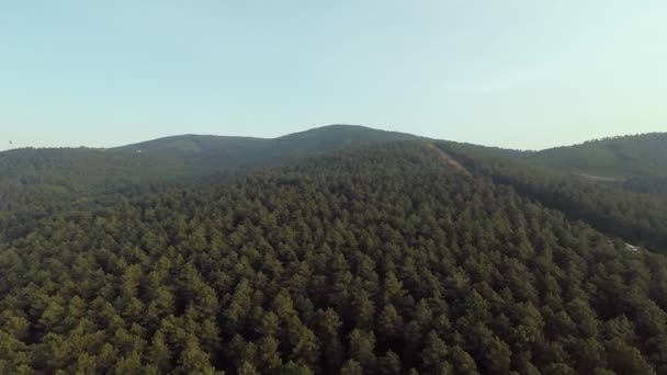 Çam Ormanı Havadan Çekilmiş Yeşil Çam Ormanı Güneş Işığı — Stok video