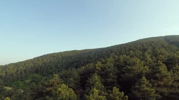 Çam Ormanı Çam Ağacı Doğa — Stok video