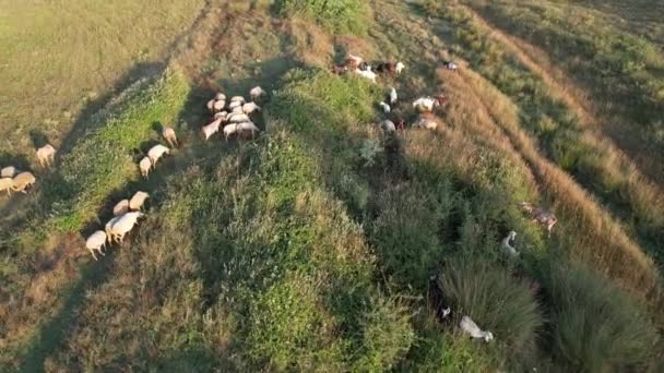 Herd Sheep Aerial Herd Sheep Grazing Meadows — Stock Video