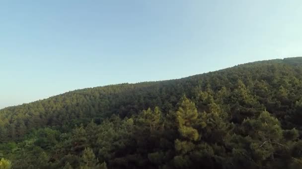 Çam Ormanı Gökyüzü Yeşili Her Zaman Yeşil Çam Ormanı Mavi — Stok video