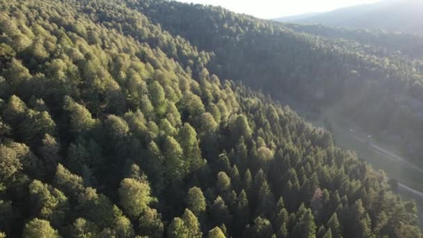 Çam Ormanı Hava Çam Ormanı Güneş Işığıyla Vuruldu — Stok video
