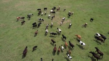 Sığır sürüsü, otlayan sığır sürüsü.