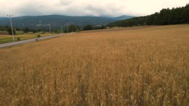Buğday, hava tarlası ve yeşil orman