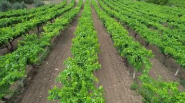 Hava üzüm bağları, havadan çekilmiş üzüm bağları ve tarlalar.