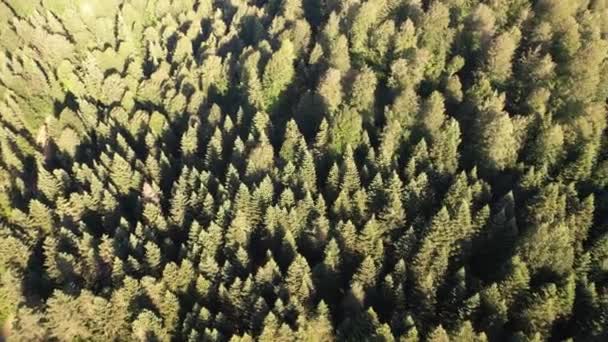 Pine Forest Aerial Green Pine Forest Sunlight — Stok video