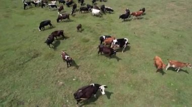 Sığırlar, otların üzerinde otlayan sığır sürüleri.