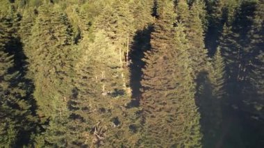 Çam ağaçları, ormandaki çam ağaçları, güneş ışığı.