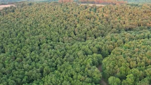 Green Forests Aerial Green Forests Tropical Rainforests — Stockvideo
