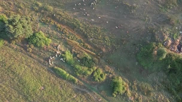 Sheep Aerial Herd Sheep Grazing Green Grass — Wideo stockowe