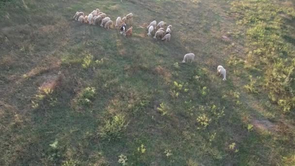 Flock Sheep Aerial Flock Sheep Grazing Green Grass — Video Stock