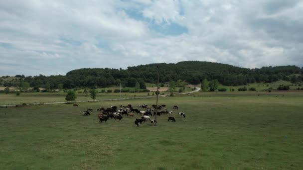 Herd Cattle Aerial Herd Cattle Grazing Green Grass — Video Stock