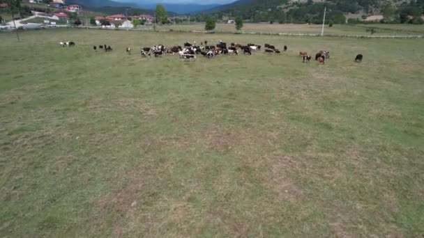 Herd Cattle Aerial Herd Cattle Grazing Grass — Vídeo de Stock