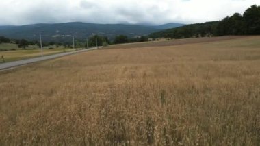 Buğday tarlası, yol kenarındaki havadan çekilmiş buğday tarlası.